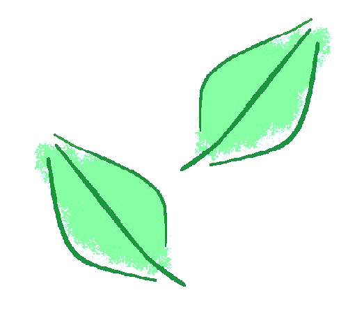 お茶（茶葉）イメージ